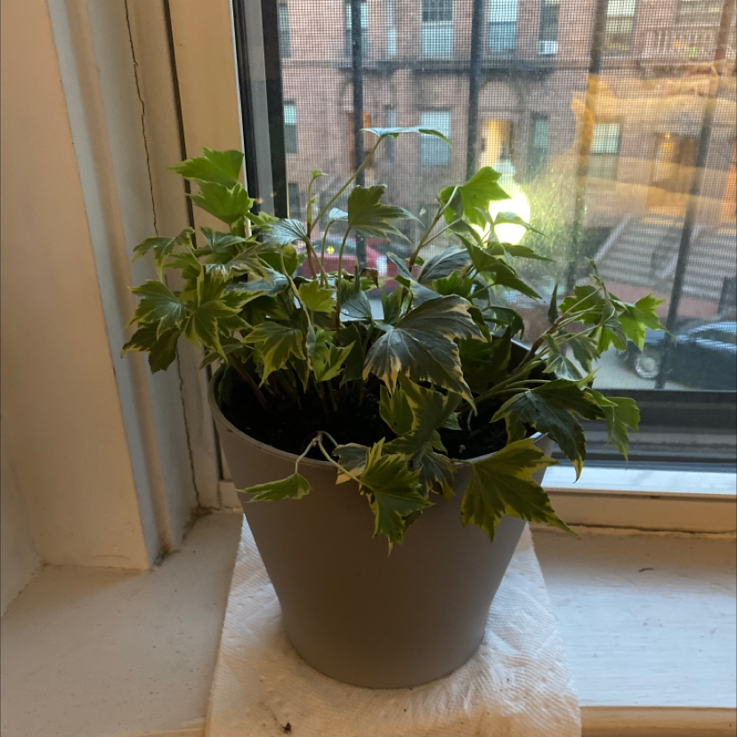 Photo of the plant species variegated ivy by @marbar95 named Ivy on Greg, the plant care app