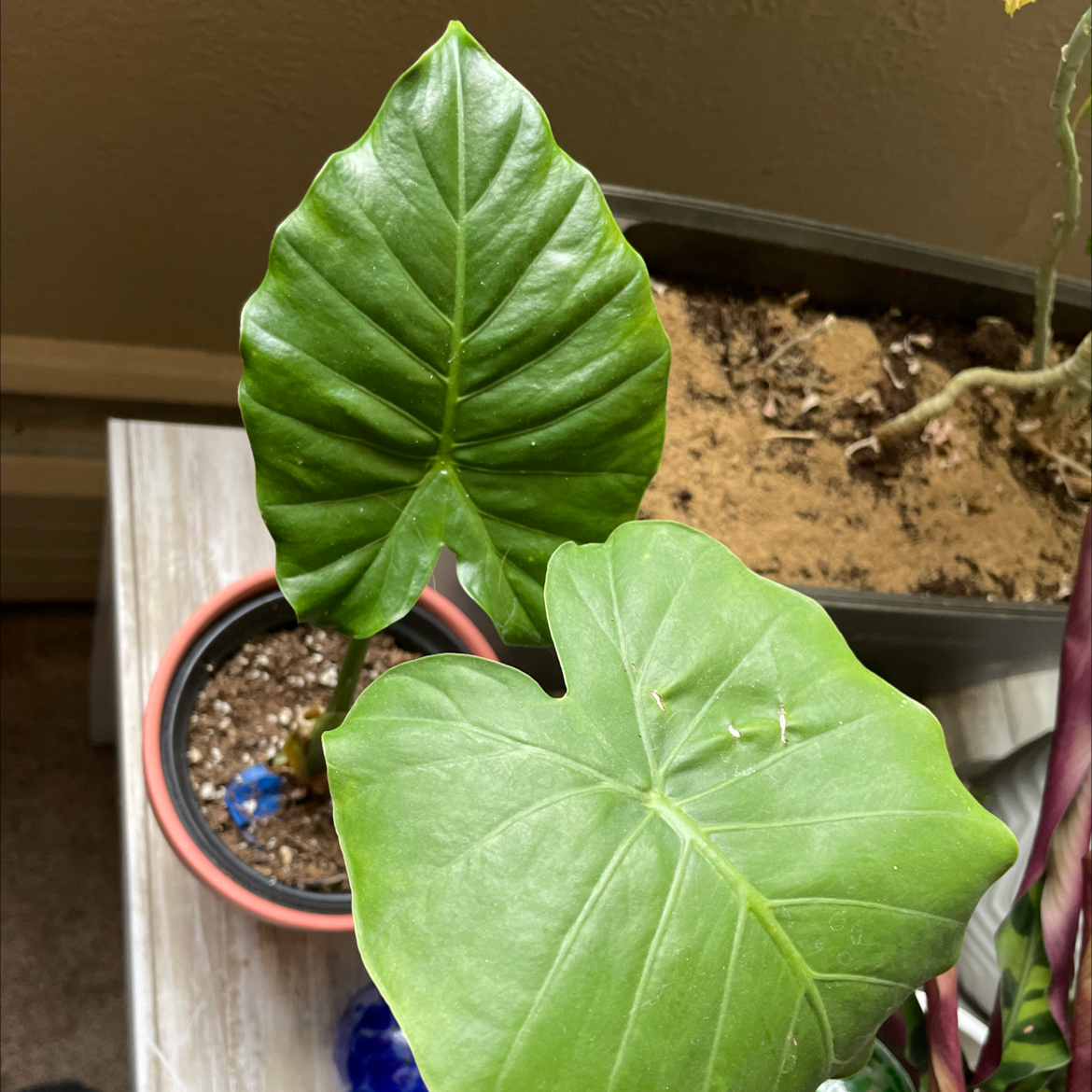 My Arrowleaf Elephant Ear's Light Requirements