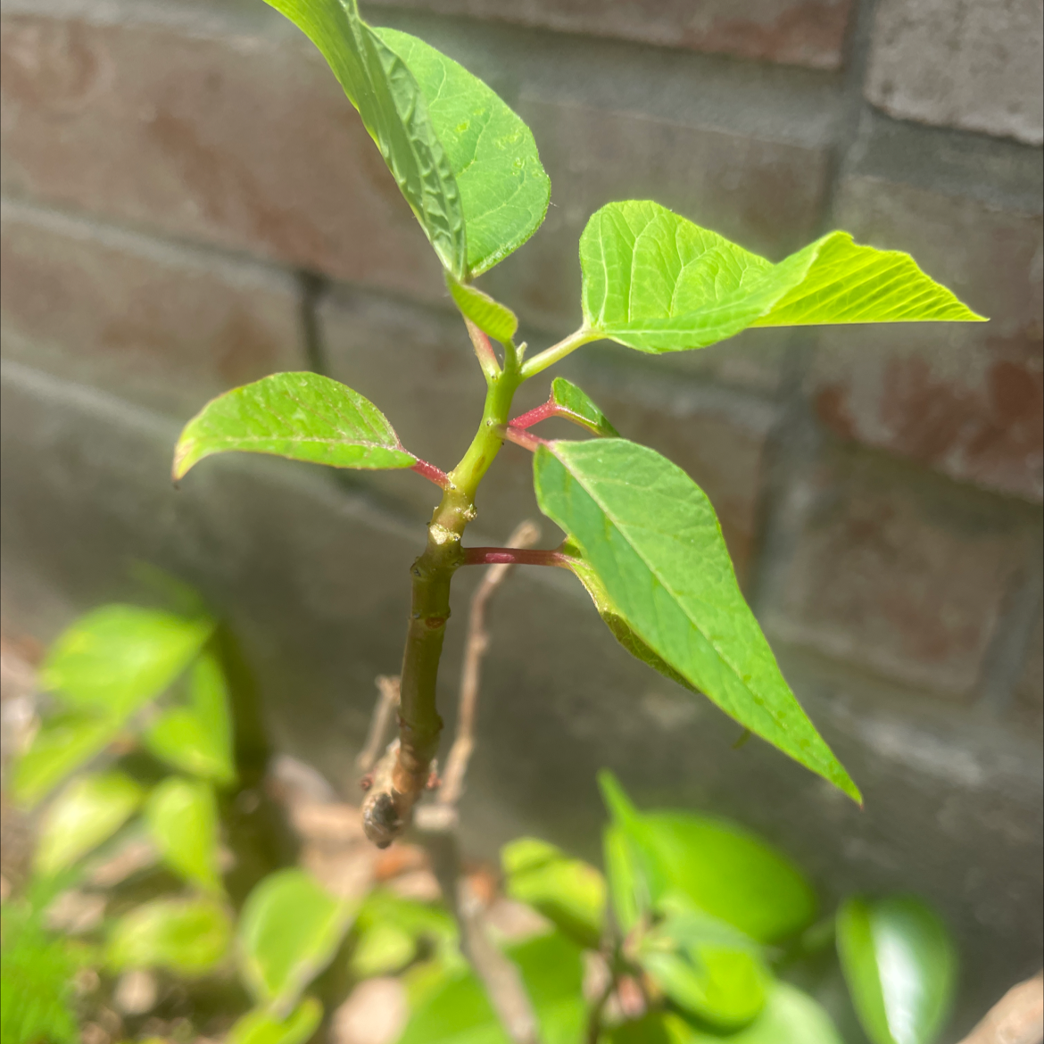 Young Japanese Knotweed plant with healthy green leaves against a brick wall.