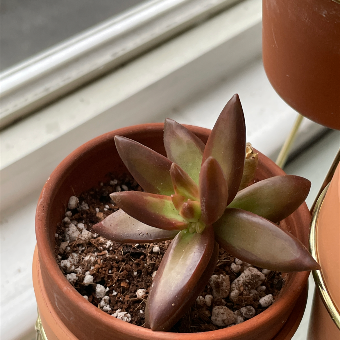 Sedum adolphi 'Sunset' plant in a terracotta pot with visible soil.