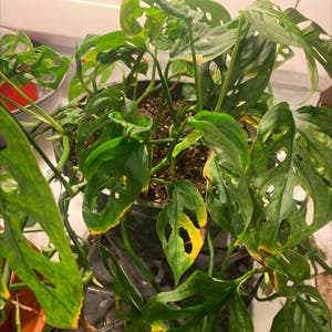 Swiss Cheese Philodendron plant photo by Plant parent named New monstera Addi on Greg, the plant care app.