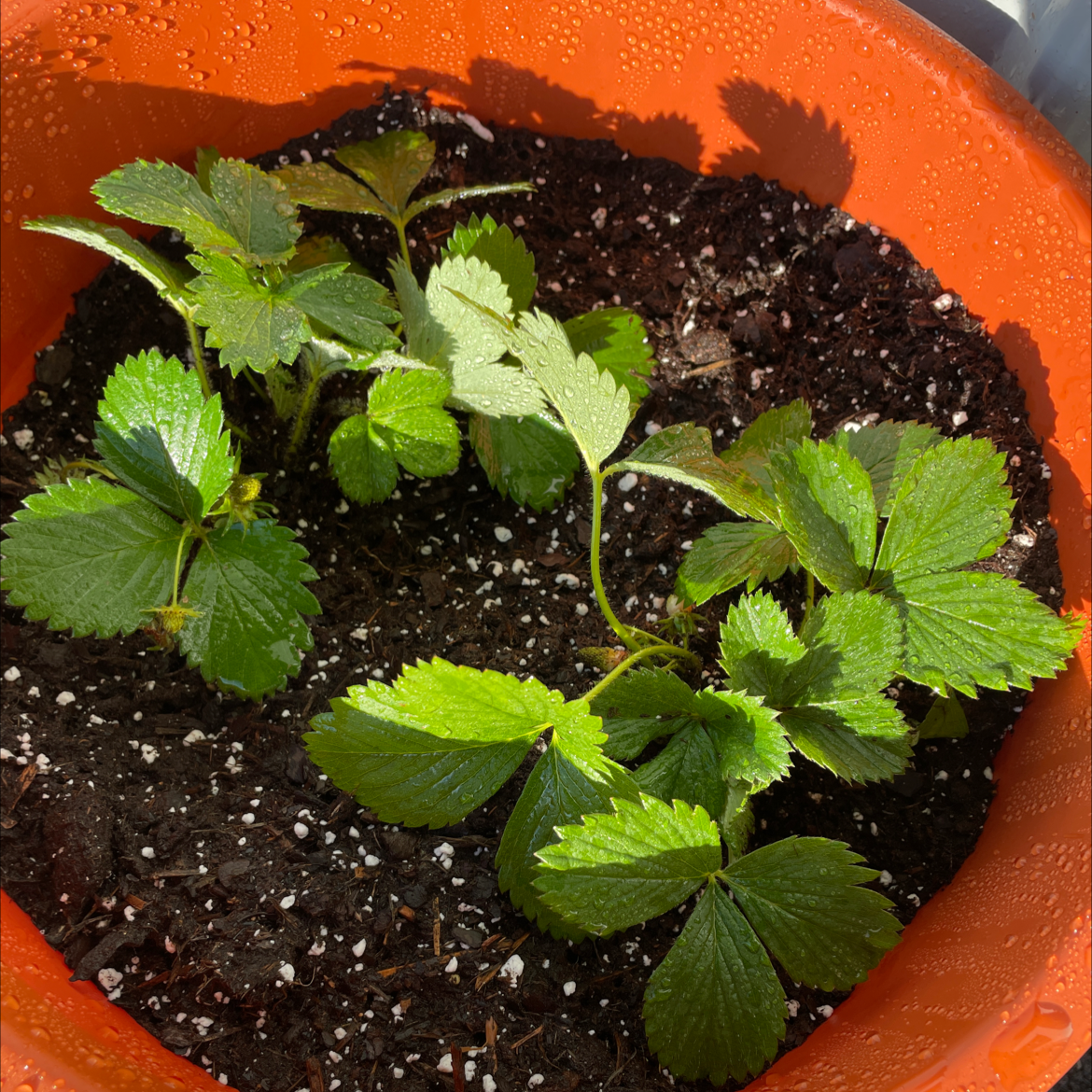 California Strawberry plant in a pot with healthy green leaves and visible soil.