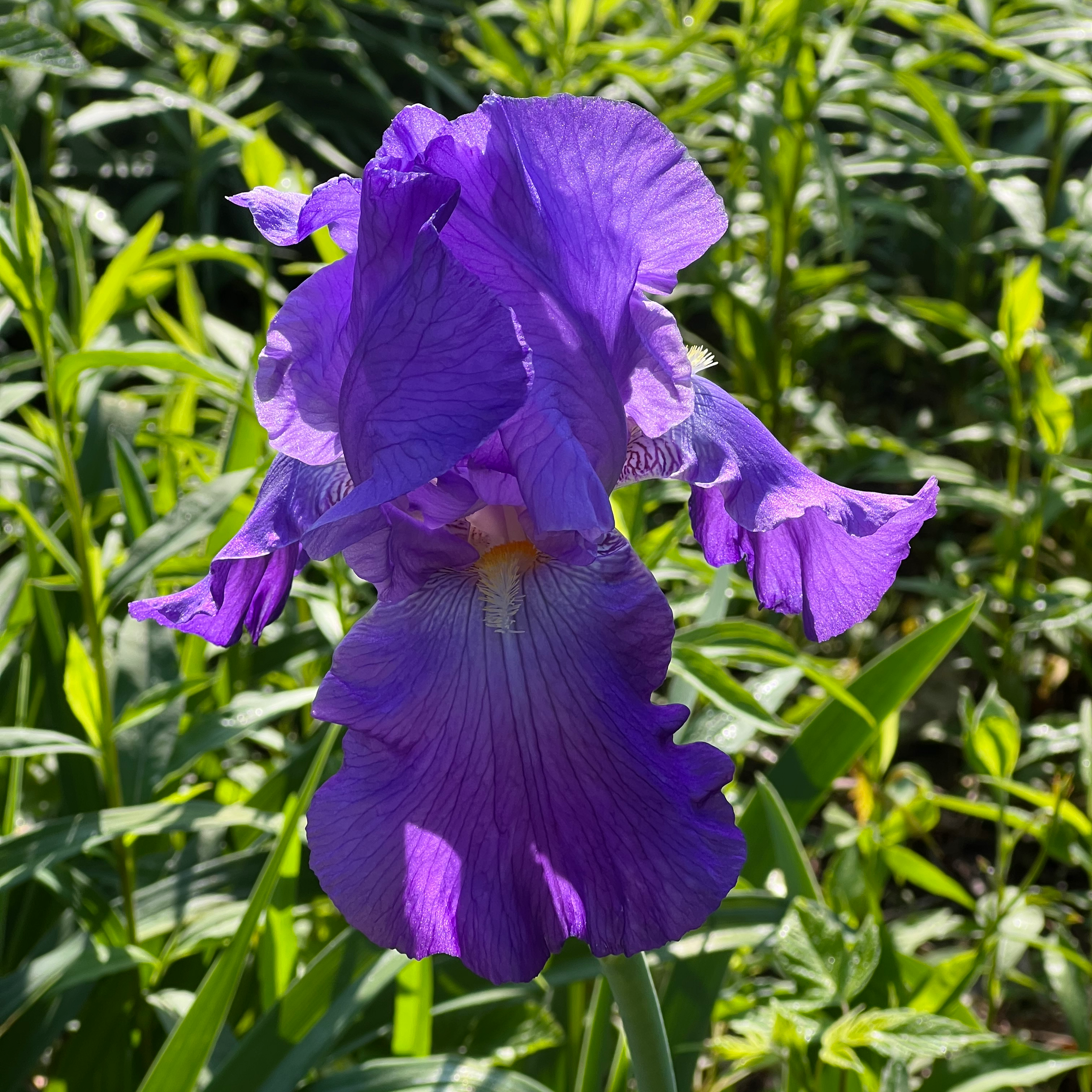 A vibrant purple Crimean Iris flower in full bloom with green foliage in the background.
