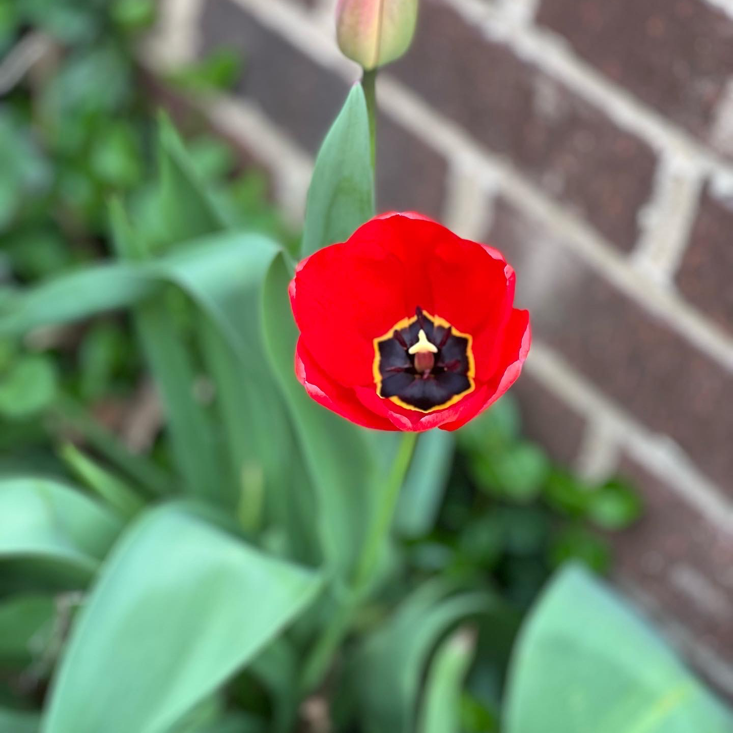 Photo of the plant species Garden Tulip by @FitCosmobaby named Tilly on Greg, the plant care app