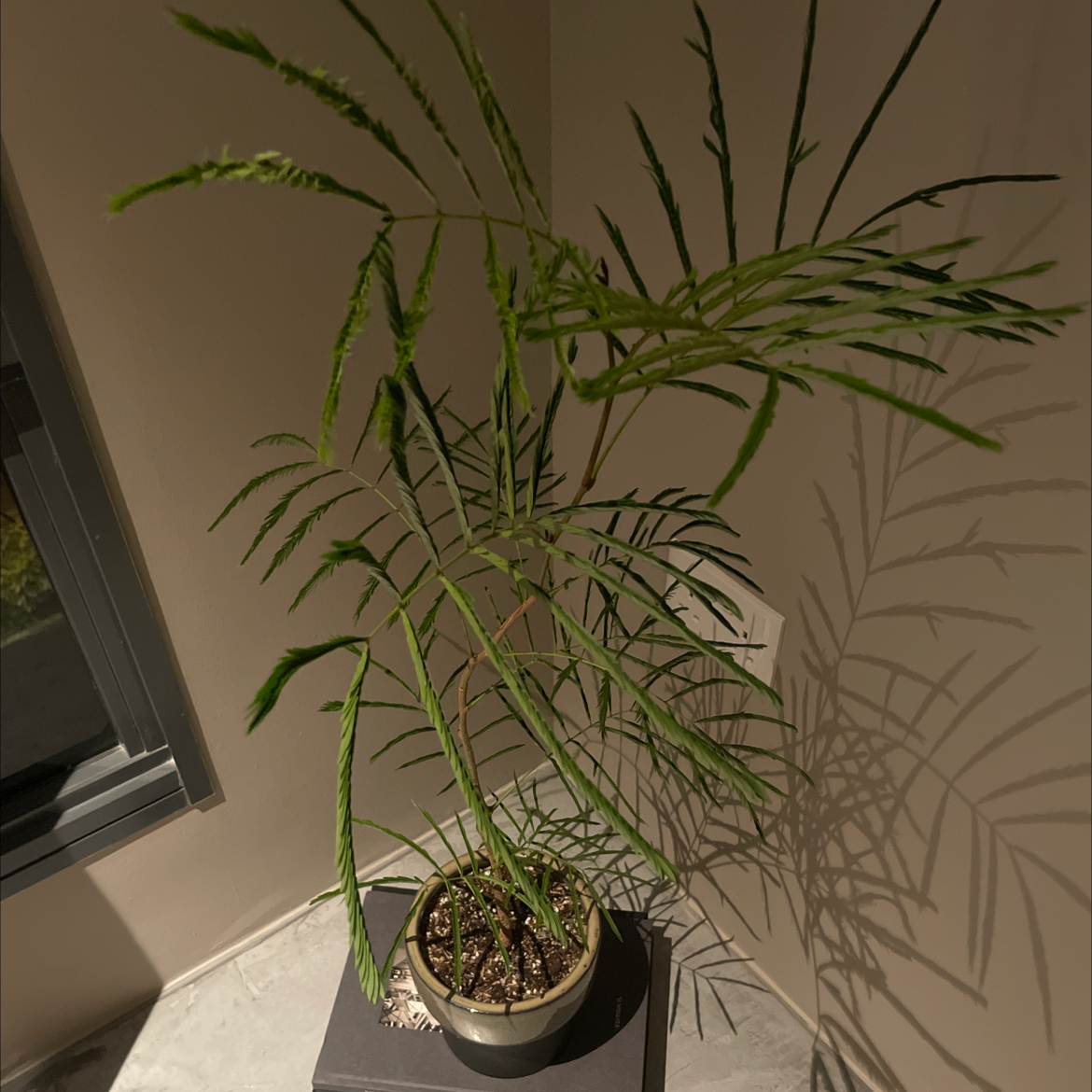 Potted Silk Tree plant with long, slender green leaves indoors on a book.