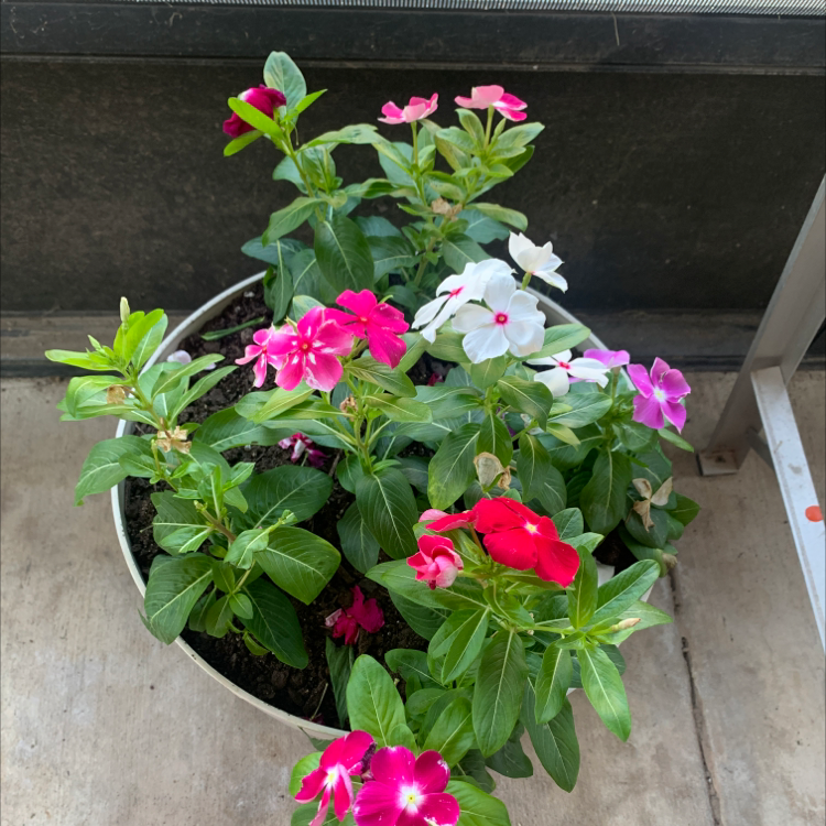 Potted Bright Eyes plant with vibrant pink, white, and red flowers.