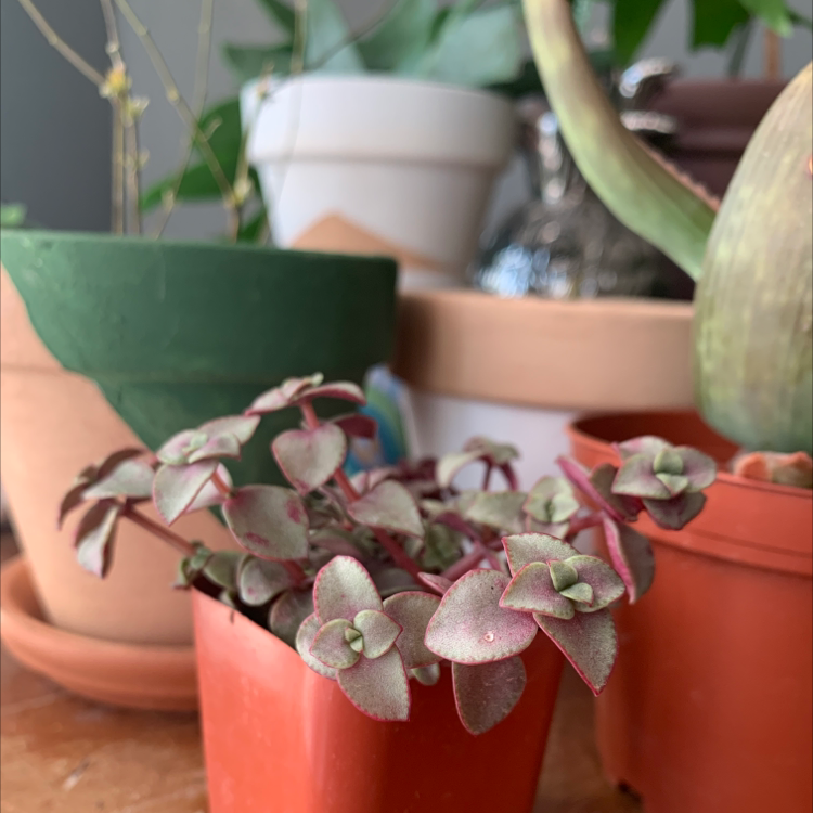 Healthy Crassula Pellucida plant with red heart-shaped leaves in a terracotta pot, surrounded by other potted plants.
