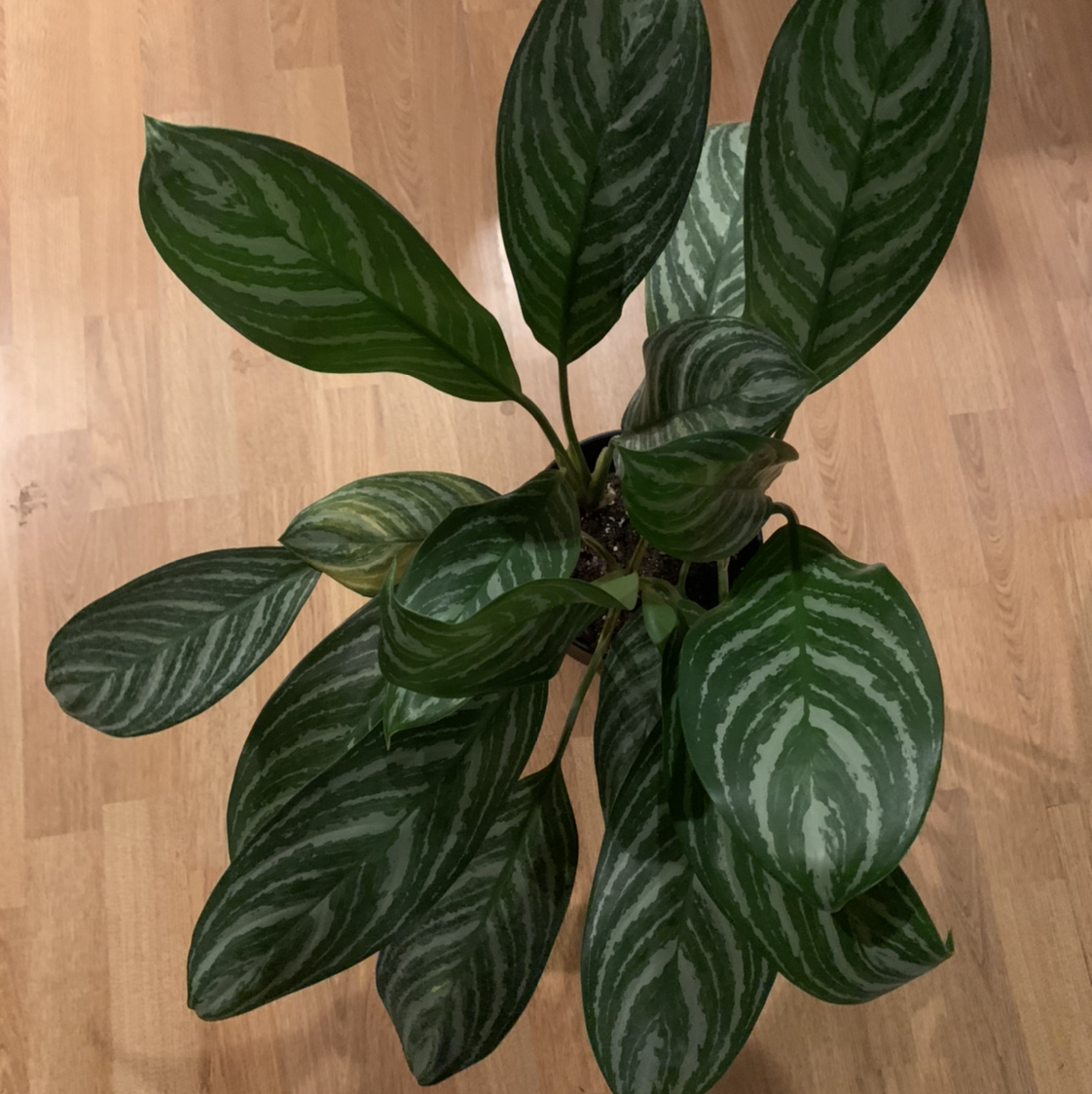 Chinese Evergreen plant photo by @jordugh named Kevin on Greg, the plant care app.
