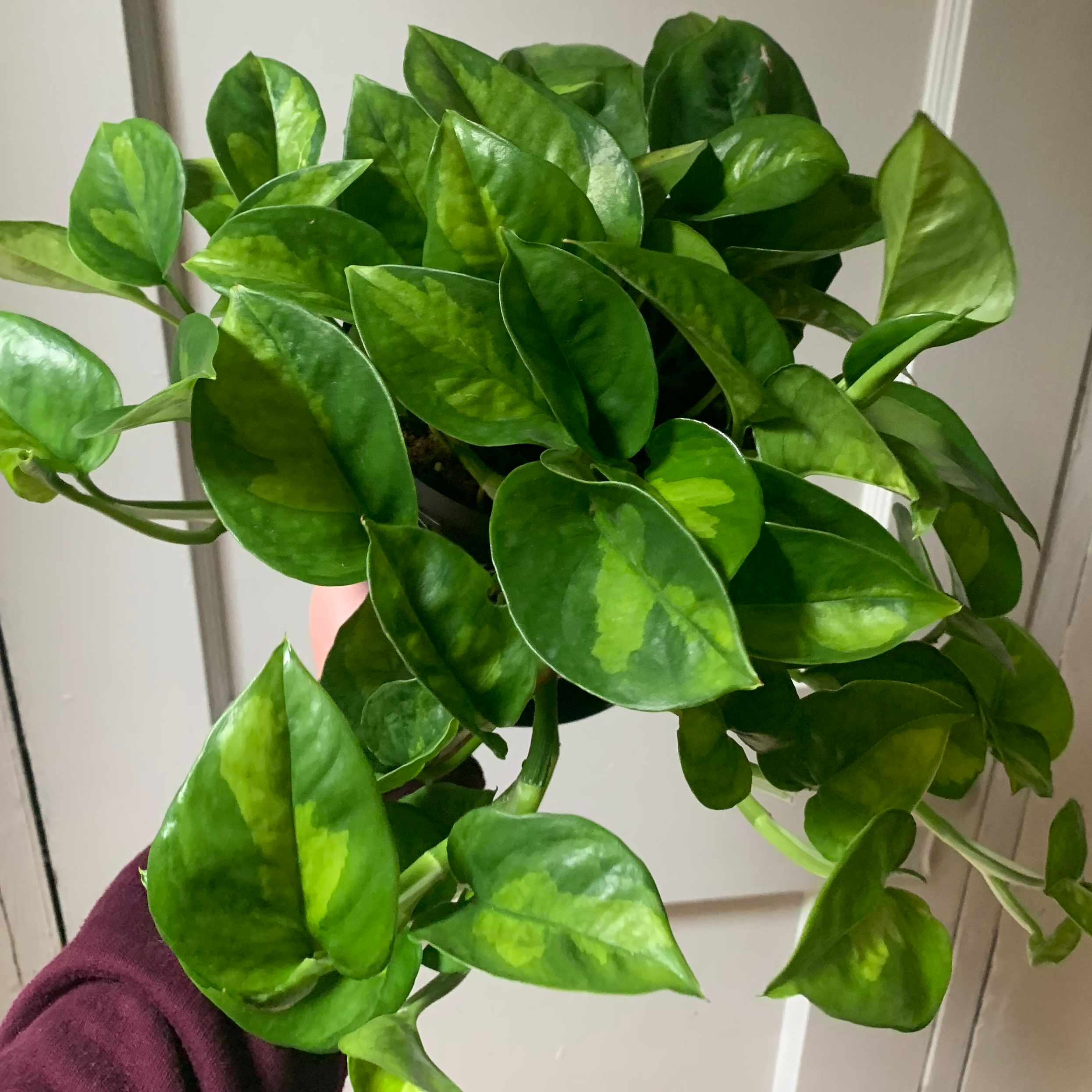 Healthy Global Green Pothos plant with vibrant green leaves.