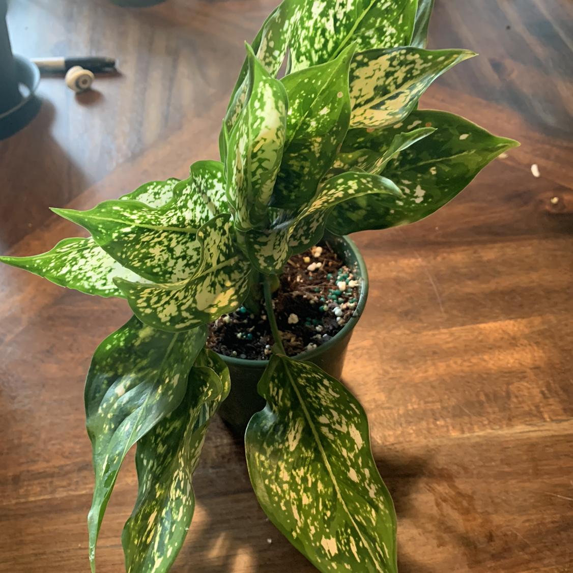 Photo of the plant species Aglaonema 'Spring Snow' by @jordugh named Daphne on Greg, the plant care app