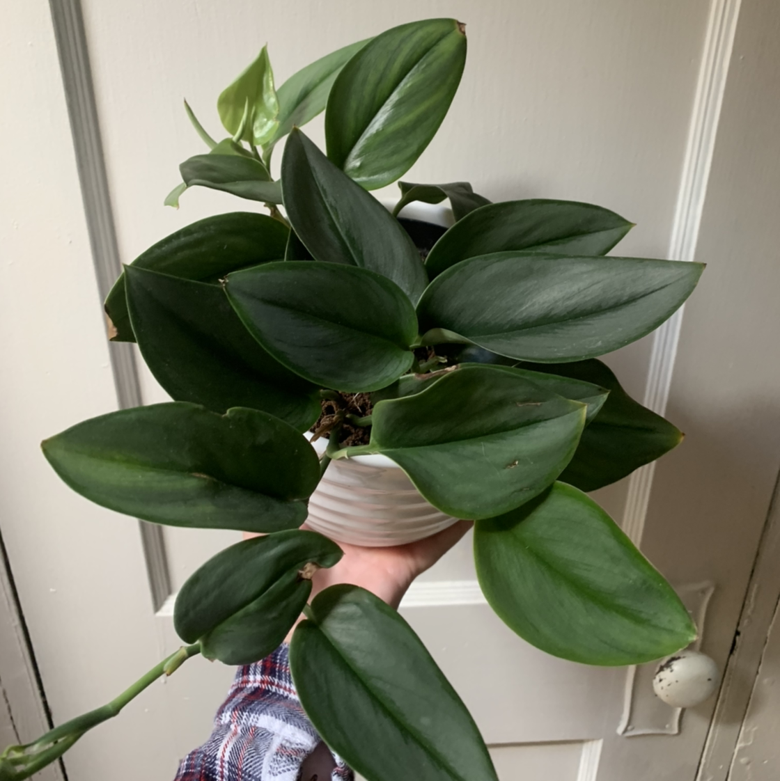Scindapsus treubii 'Moonlight' plant with lush green leaves held by a hand.