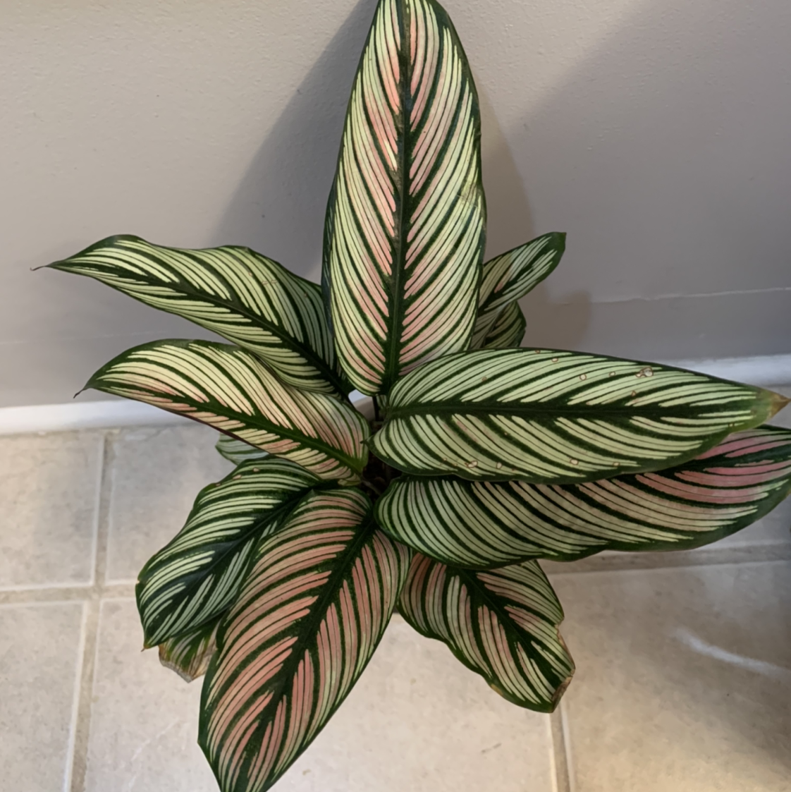 Goeppertia majestica plant with variegated green, white, and pink leaves.