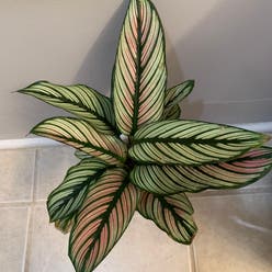 Goeppertia majestica plant