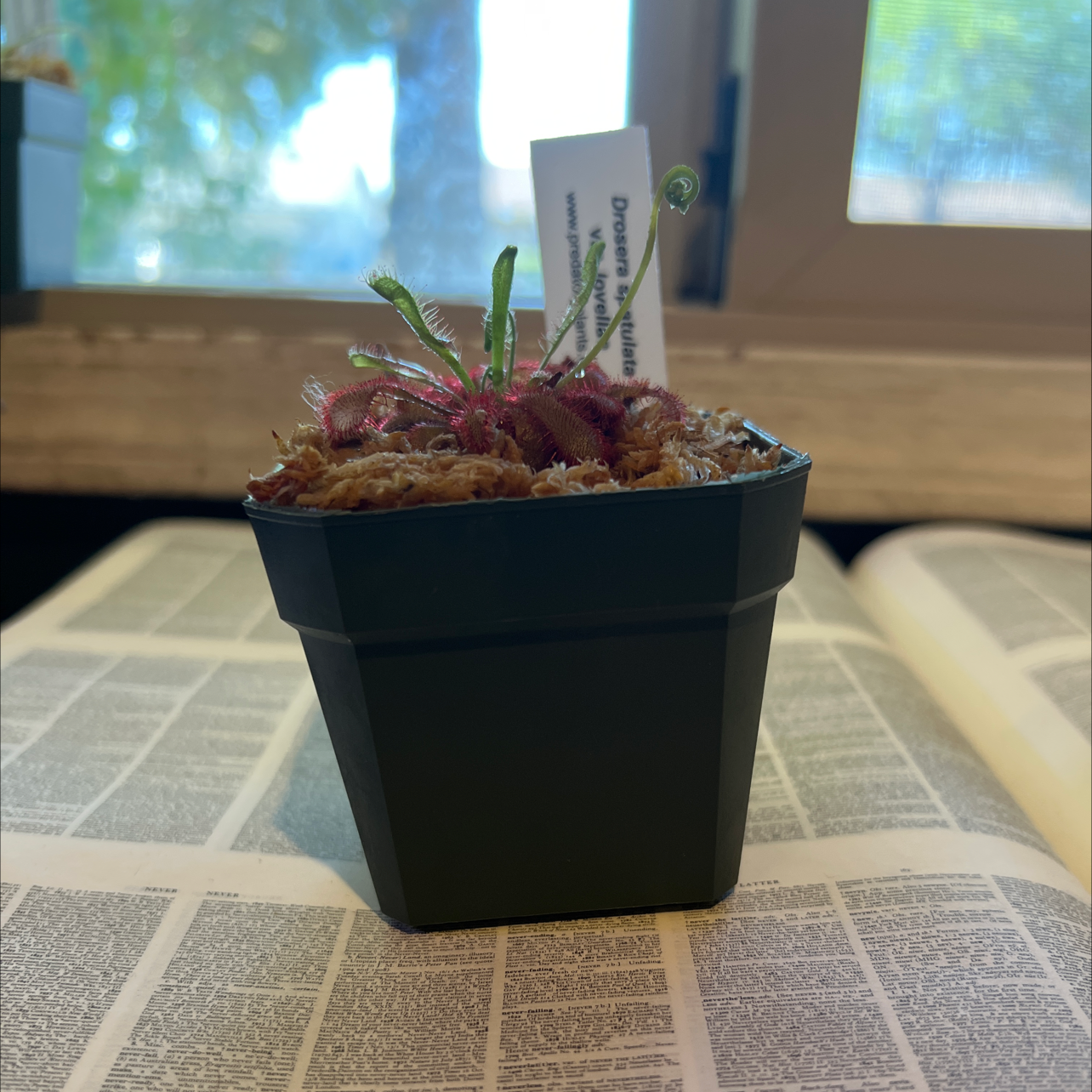 Spoon-Leaved Sundew plant in a small pot on an open book, well-framed and in focus.