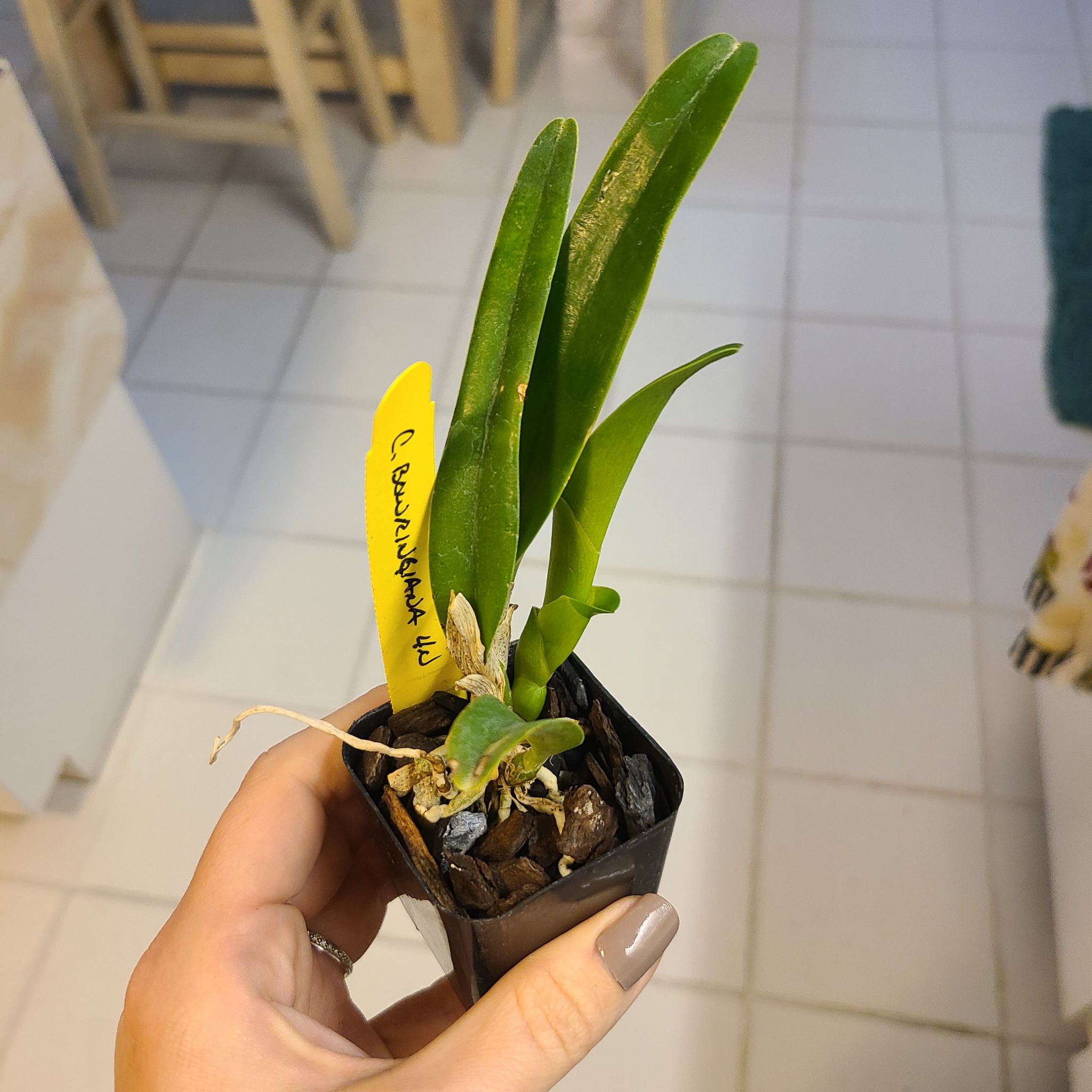 A healthy Cattleya Orchid plant in a black pot held by a hand.