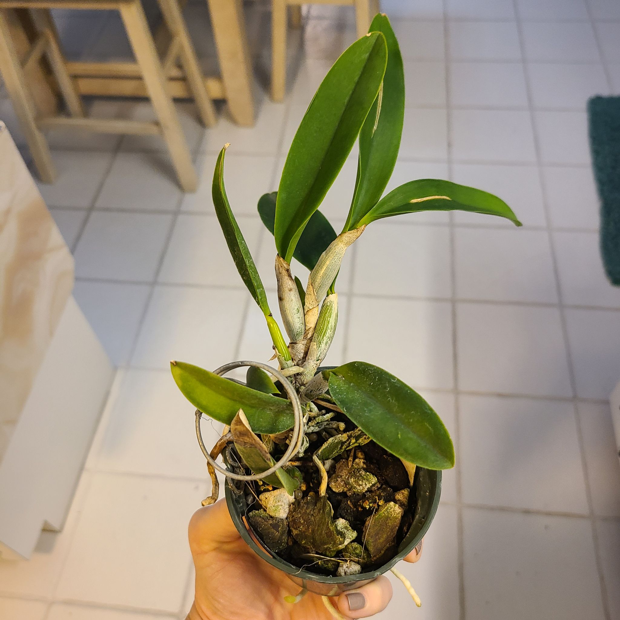 Photo of the plant species Laelia x Cattleya Amethyst Star Parkside by @SoaringMira named Sato on Greg, the plant care app