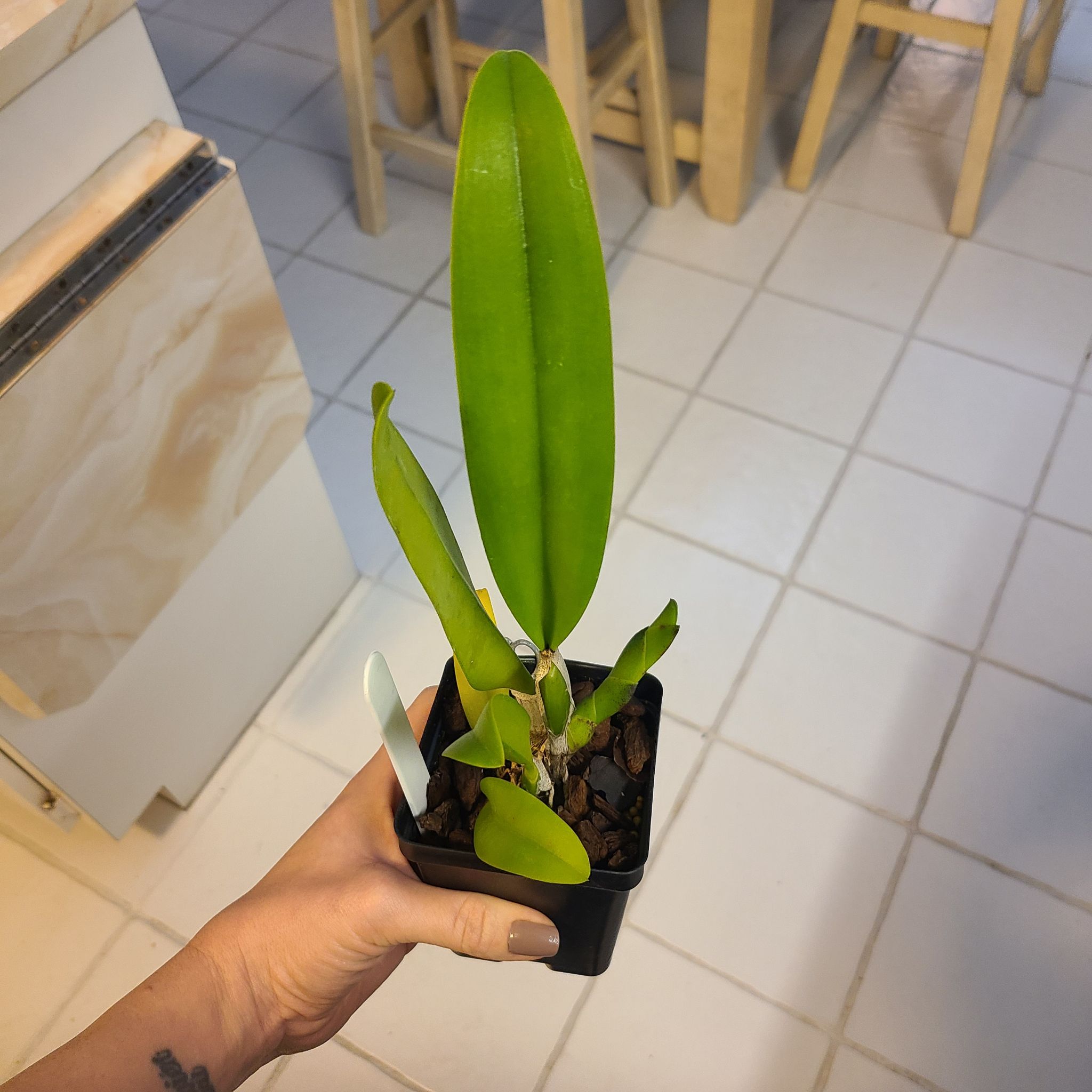 Photo of the plant species Golf Green Hair Pig Orchid by @SoaringMira named Rlc Mt Hood Mary on Greg, the plant care app