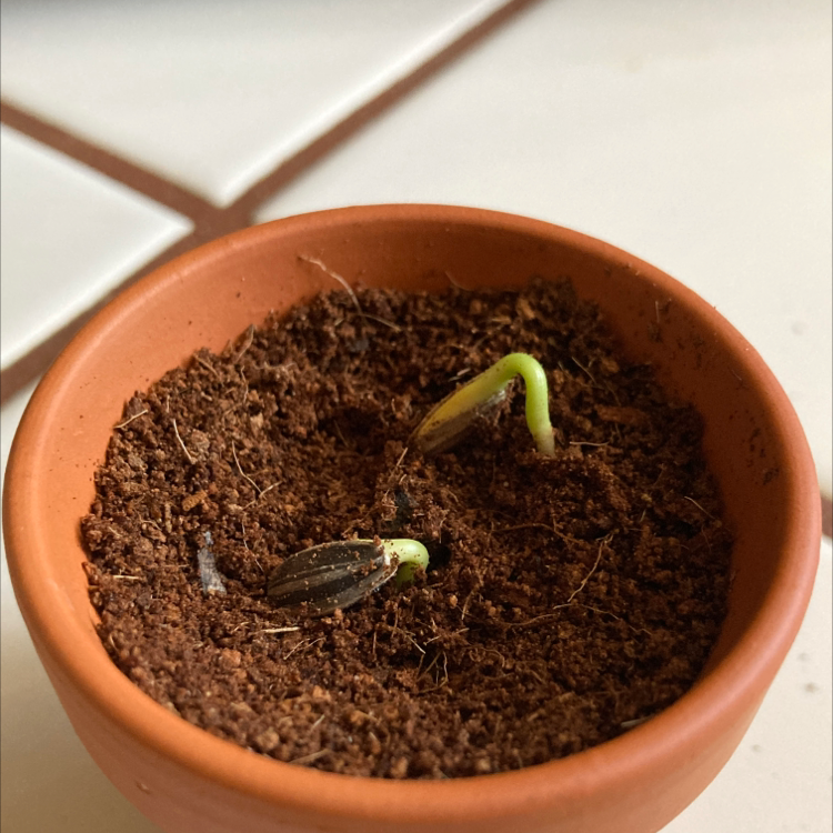 A small sunflower seedling emerging from soil in a terracotta pot, with two green cotyledons visible.