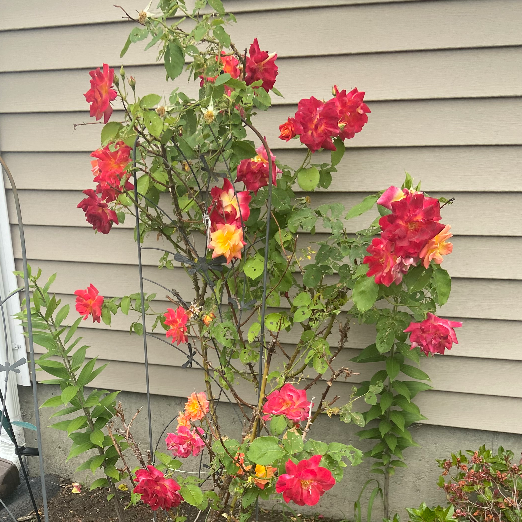 Photo of the plant species Hybrid Tea Rose by @DreamboatSapote named Rose on Greg, the plant care app