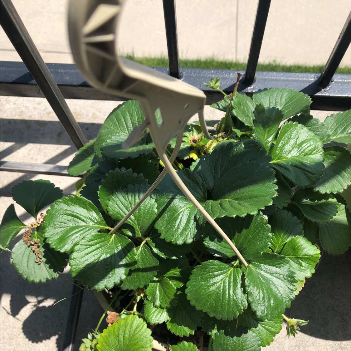 Beach Strawberry plant with healthy green leaves and a gardening tool in the frame.