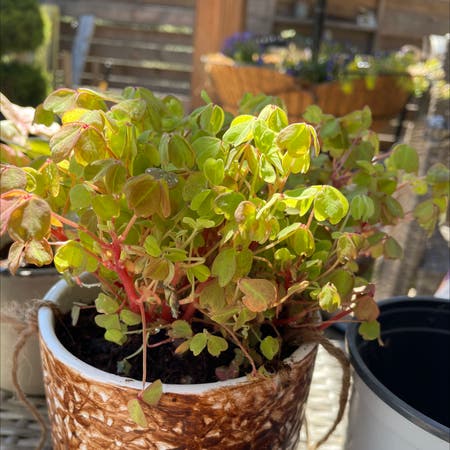 Photo of the plant species Golden Oxalis by Lynnanamber named Clover on Greg, the plant care app