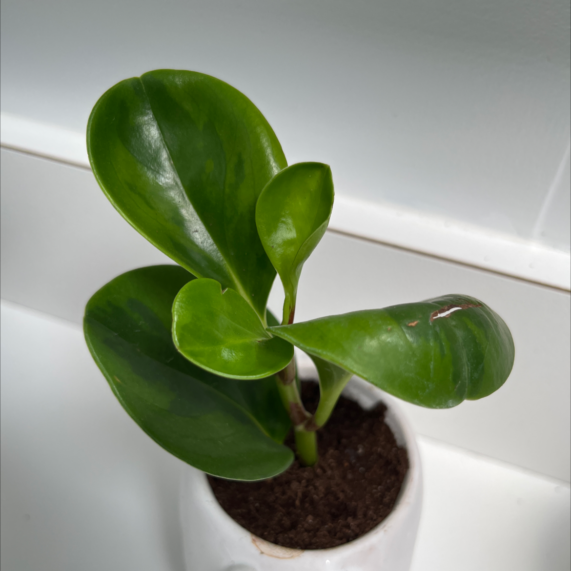 sigmund-a-plant-by-smes-on-greg