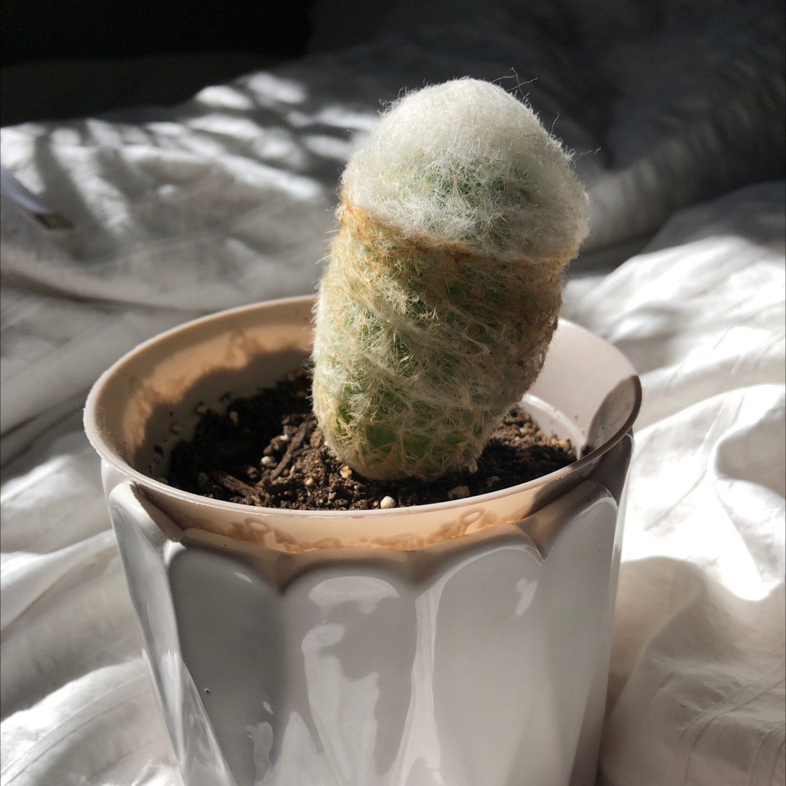 Old Man Cactus plant photo by @paige_22535 named Bruce Lee on Greg, the plant care app.