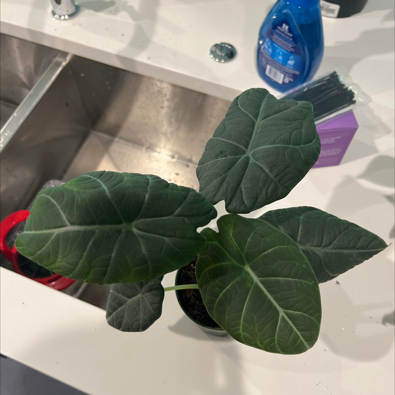 Alocasia 'Rugosa' plant with dark green, textured leaves in a pot near a sink.