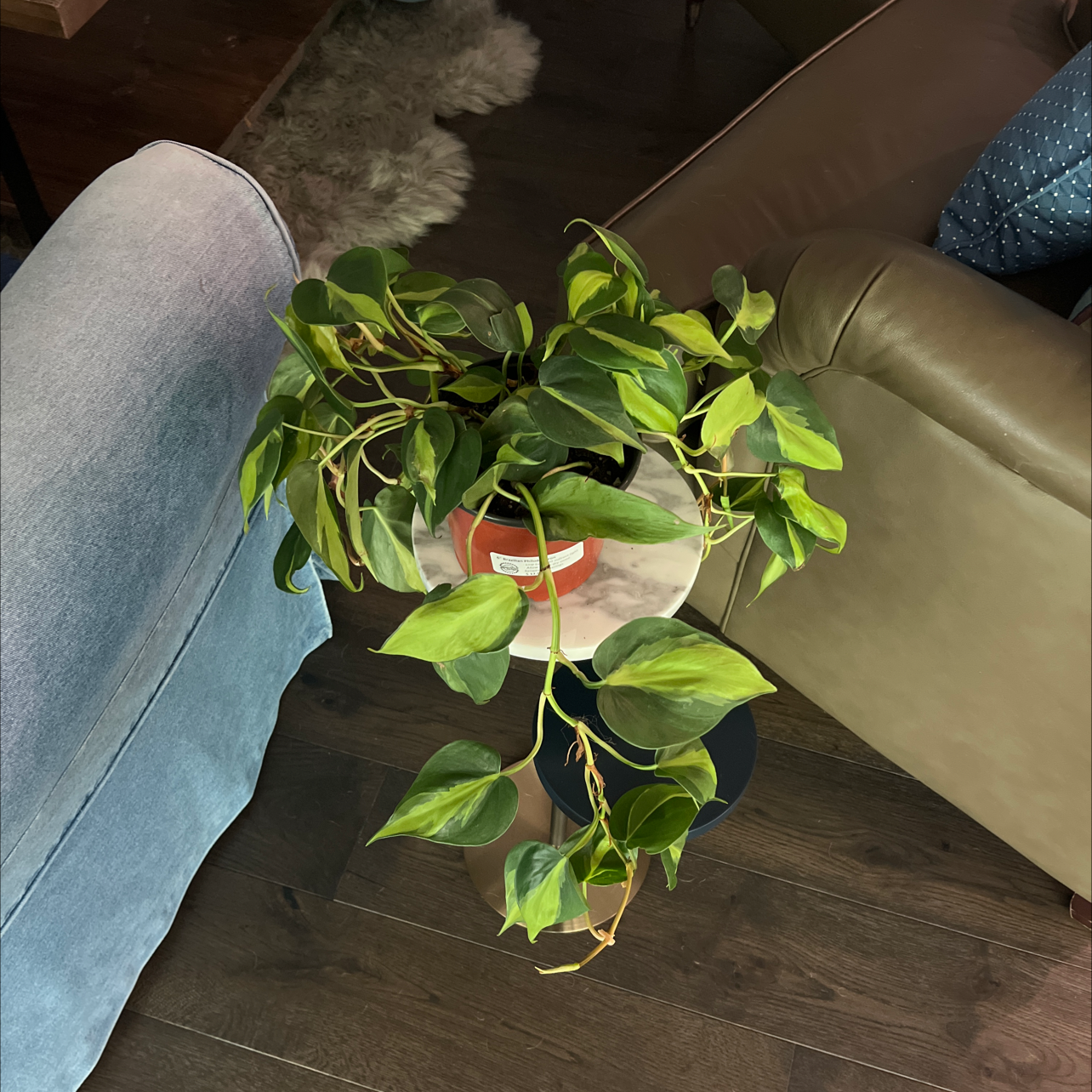 Brazil Philodendron plant on a small table with some yellowing leaves.