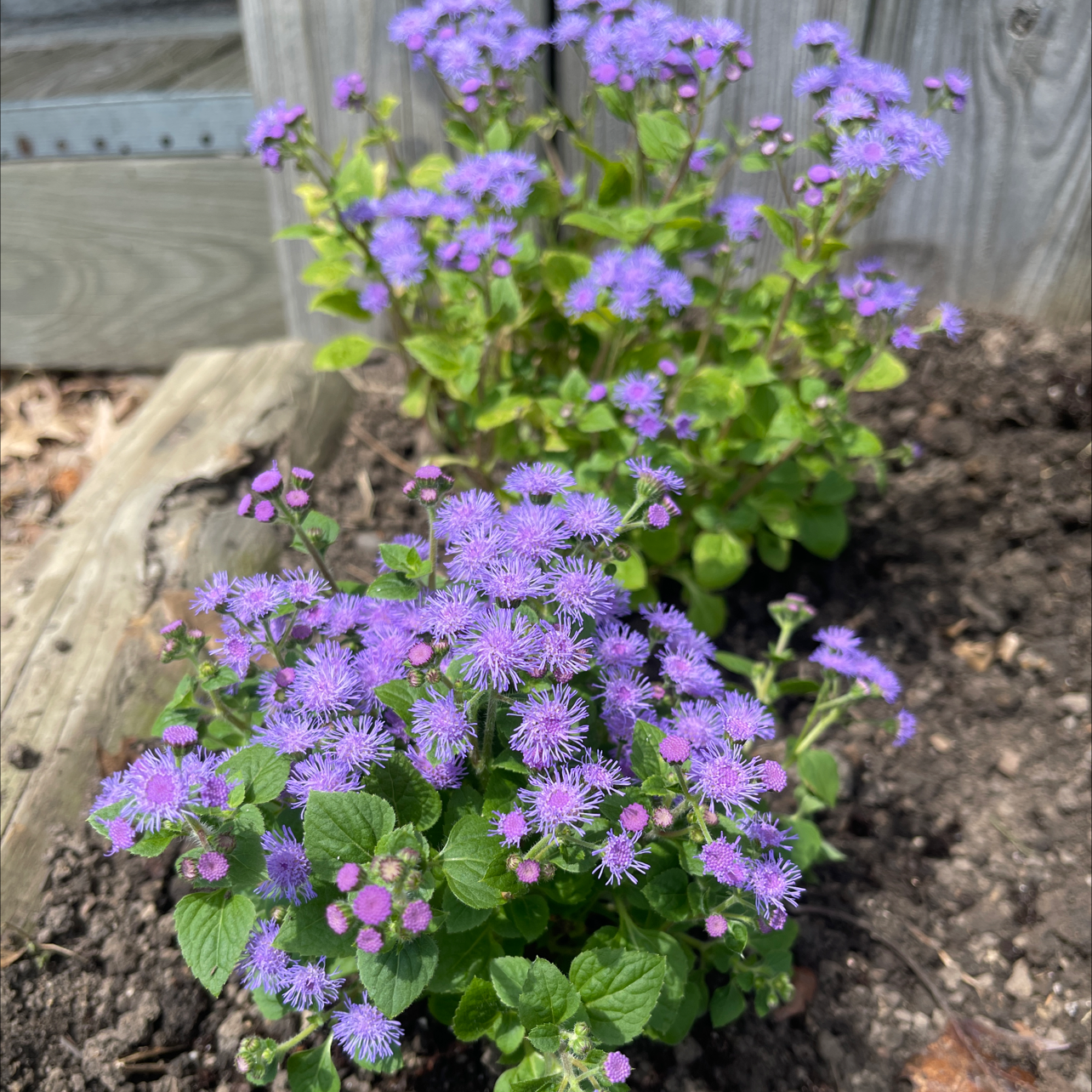 Two healthy Blue Billygoat Weed plants with vibrant purple flowers in visible soil.