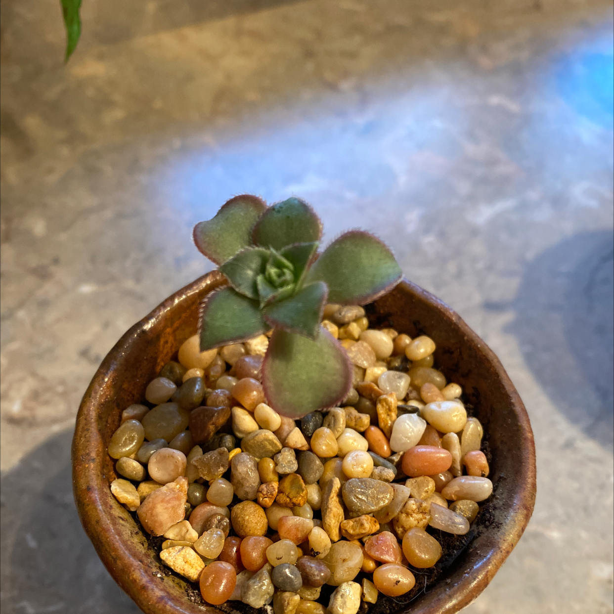 Small Sand Rose succulent in a pot with pebbles, healthy and well-framed.