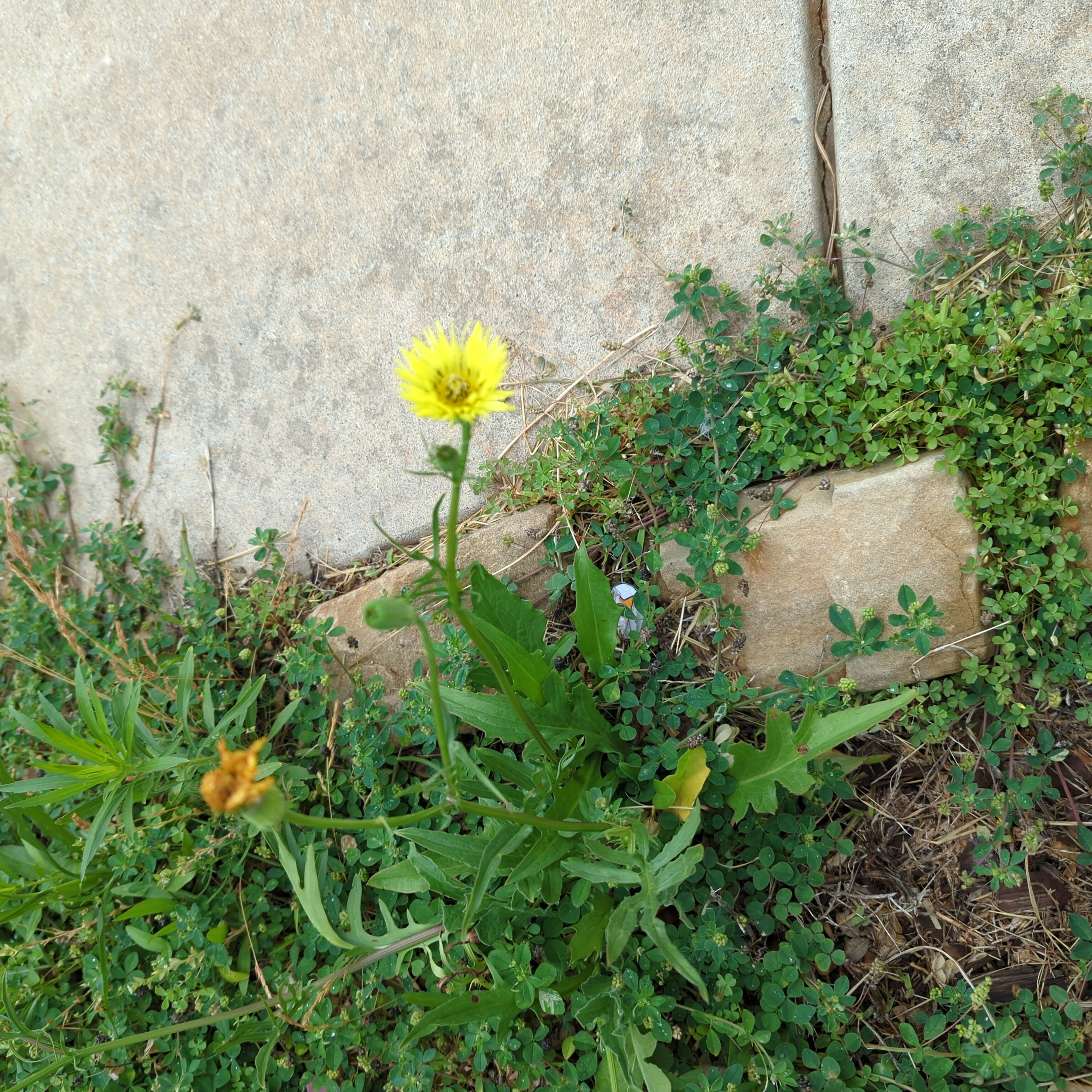 Photo of the plant species Texas Dandelion by @UprightLychee named Orwell on Greg, the plant care app