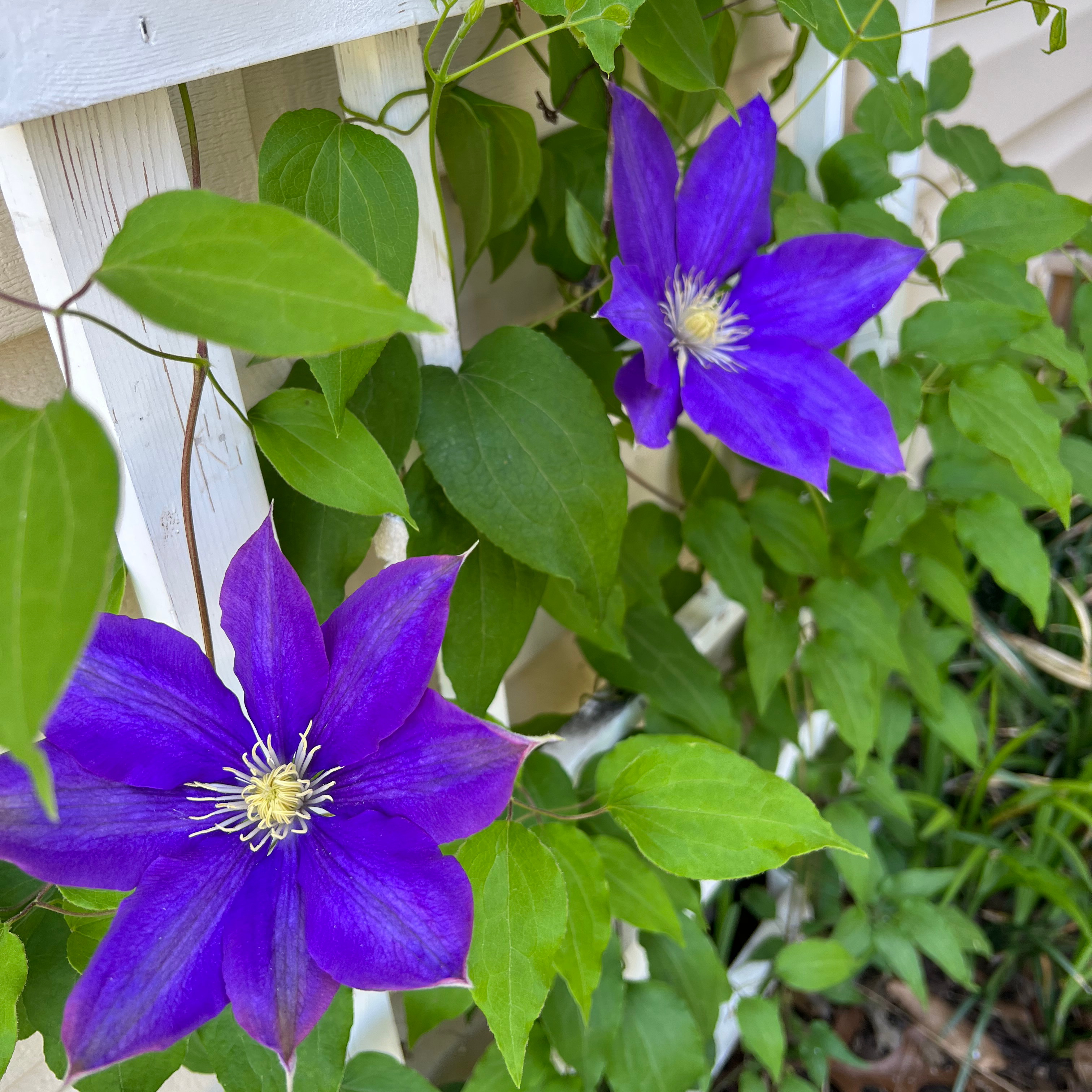 Italian Leather Flower with vibrant purple flowers and healthy green leaves growing on a trellis.