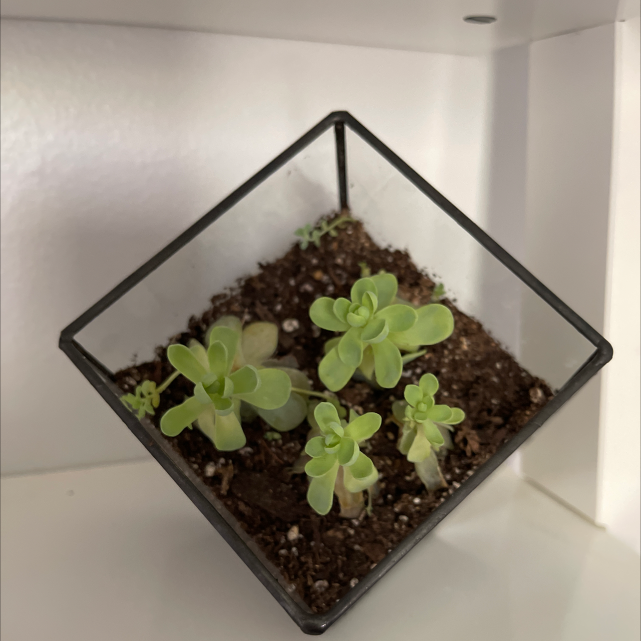 Healthy Dunce Cap succulent in a geometric pot with visible soil.