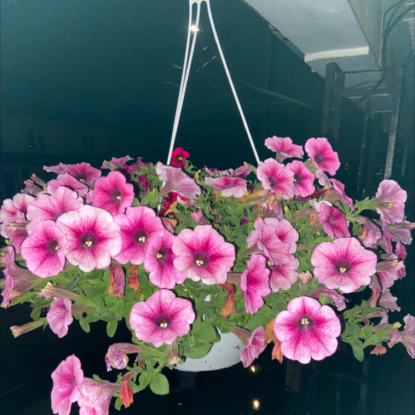 Photo of the plant species Tritunia Red Star Petunia by @GroovyMoss named Petunia on Greg, the plant care app