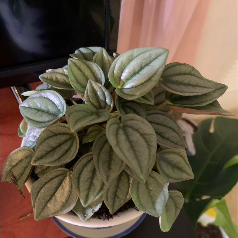 Silver Frost Peperomia plant in a pot with healthy, silver-patterned leaves.