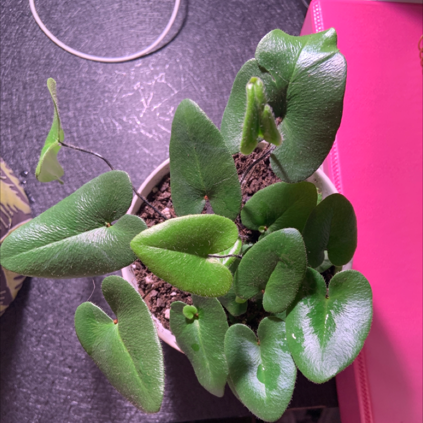 Heart Fern plant in a pot with healthy green leaves and visible soil.