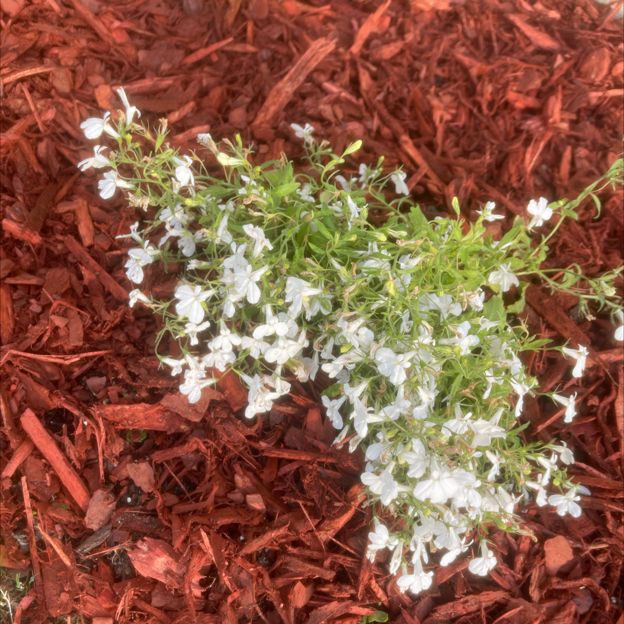 Moss Phlox plant with small white flowers growing in mulch.