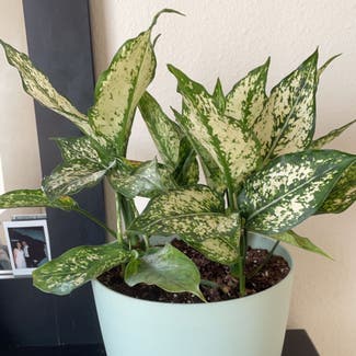 Aglaonema 'Spring Snow' plant in Somewhere on Earth