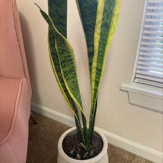 Black Gold Snake Plant plant in Somewhere on Earth