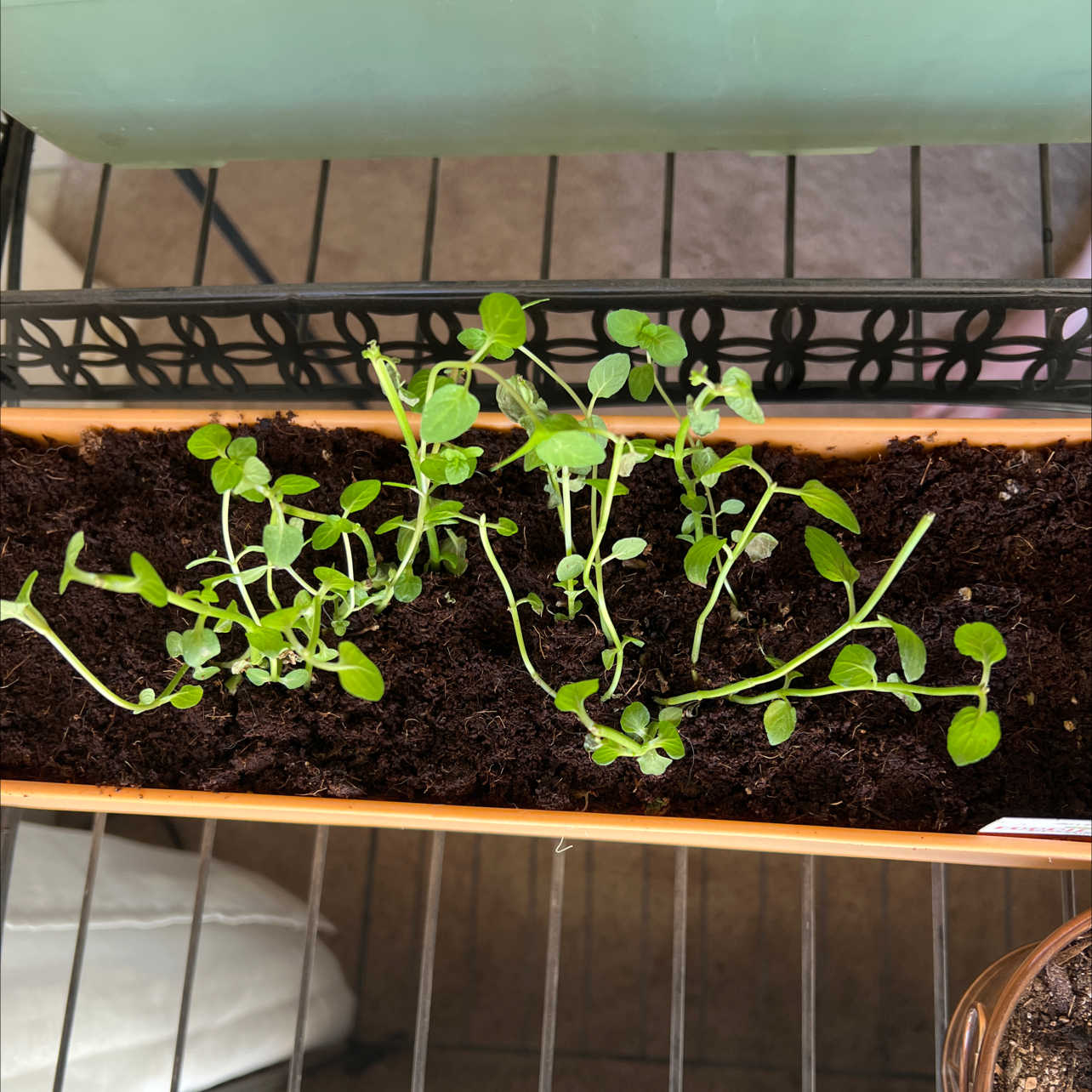 Young Chocolate Mint plant in a rectangular planter with visible soil.