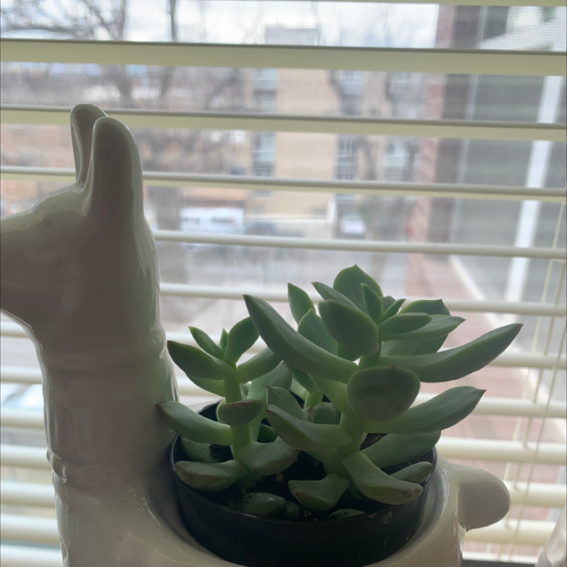 Photo of the plant species Graptoveria 'Worthy One' by @Hannahstanleyyy named Llama on Greg, the plant care app