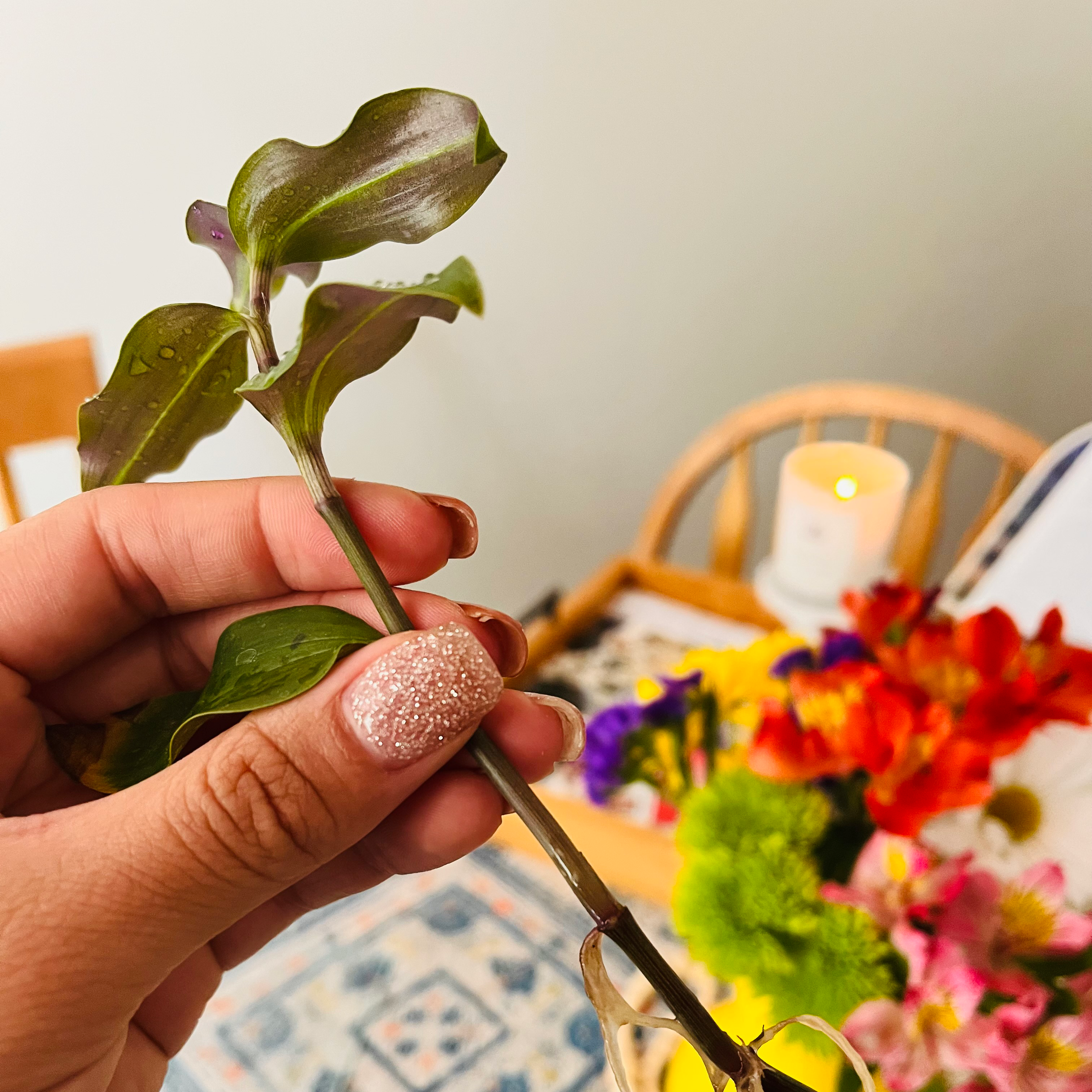 Photo of the plant species Rhipsalis elliptica by @naomiharris named Your plant on Greg, the plant care app