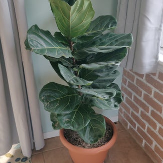 Fiddle Leaf Fig plant in St. Clair Shores, Michigan