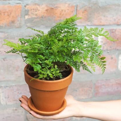 Photo of the plant species Rabbit's Foot Fern by Cassidy named Jessica Rabbit on Greg, the plant care app