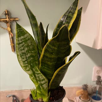 Snake Plant plant in Madison Heights, Michigan