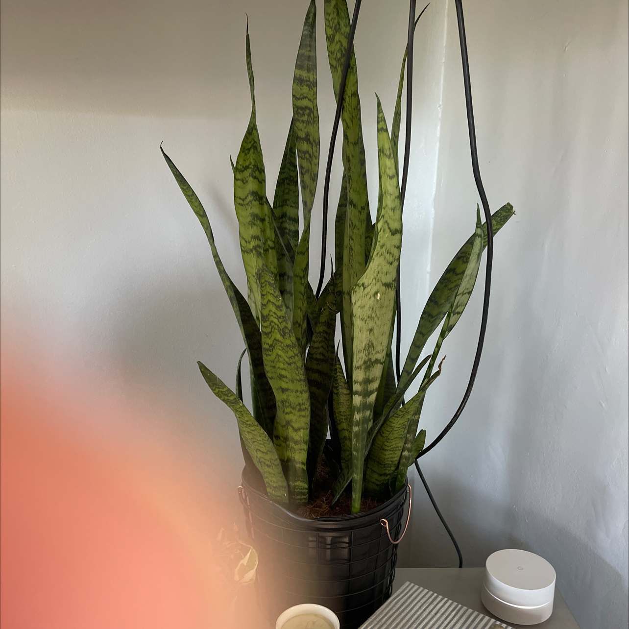 Zeylanica Snake Plant with upright variegated leaves in a pot, slightly obstructed by a finger.