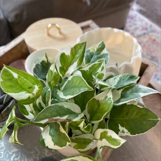 Pearls and Jade Pothos plant in Madison Heights, Michigan
