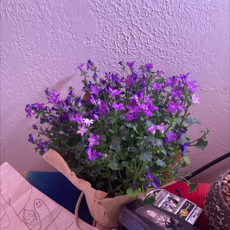 Flowering Peach-Leaf Bellflower plant with purple and white flowers, well-framed and healthy.
