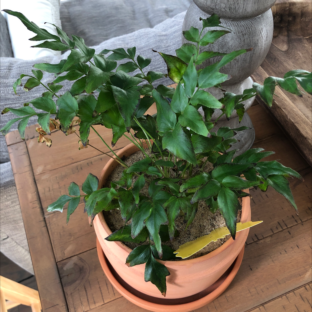 Potted House Holly-Fern on a wooden surface with some minor browning on a few leaves.
